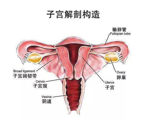 郑州新世纪女子医院阴道紧缩术效果怎么样?